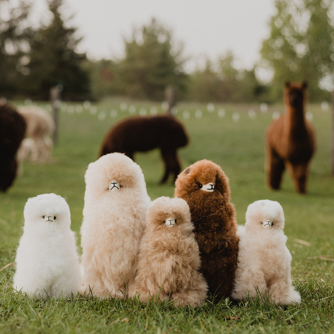Five fluffy, toy-like creatures standing on grass with alpacas in the background.