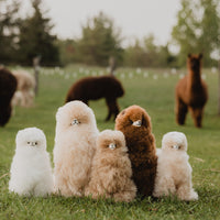 Five fluffy, toy-like creatures standing on grass with alpacas in the background.