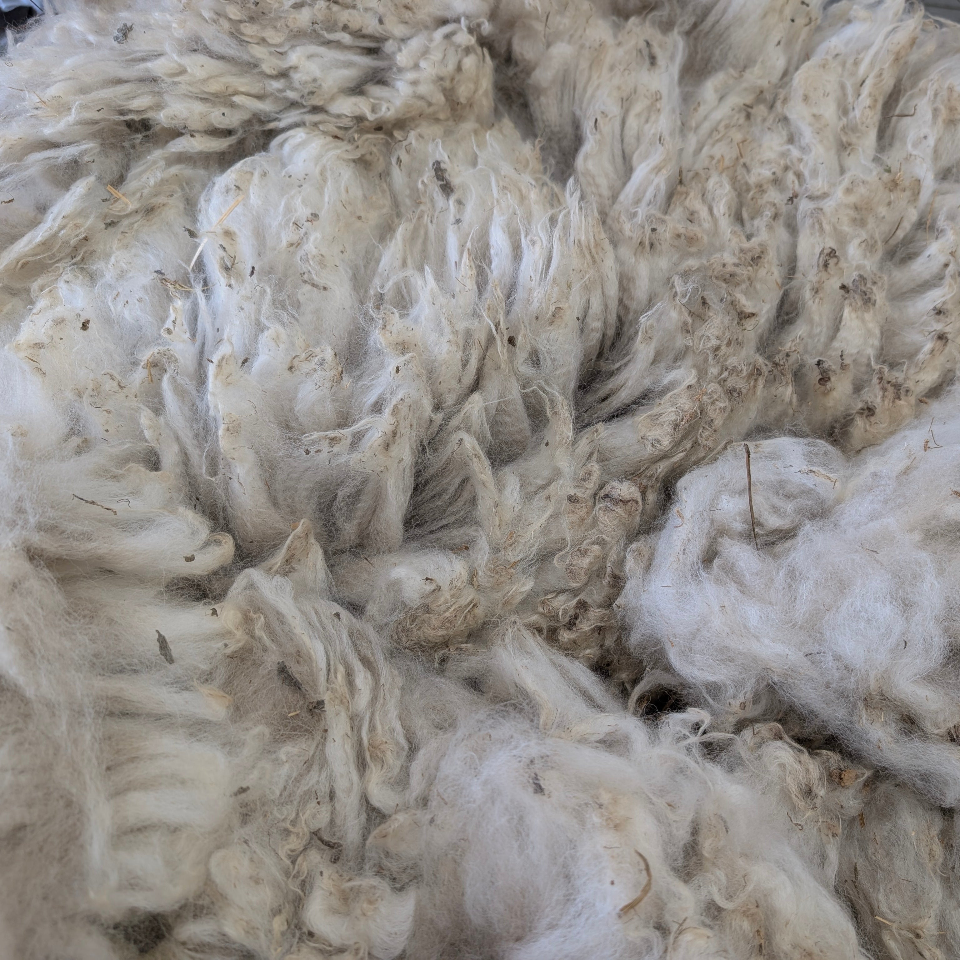 White alpaca fleece on a table