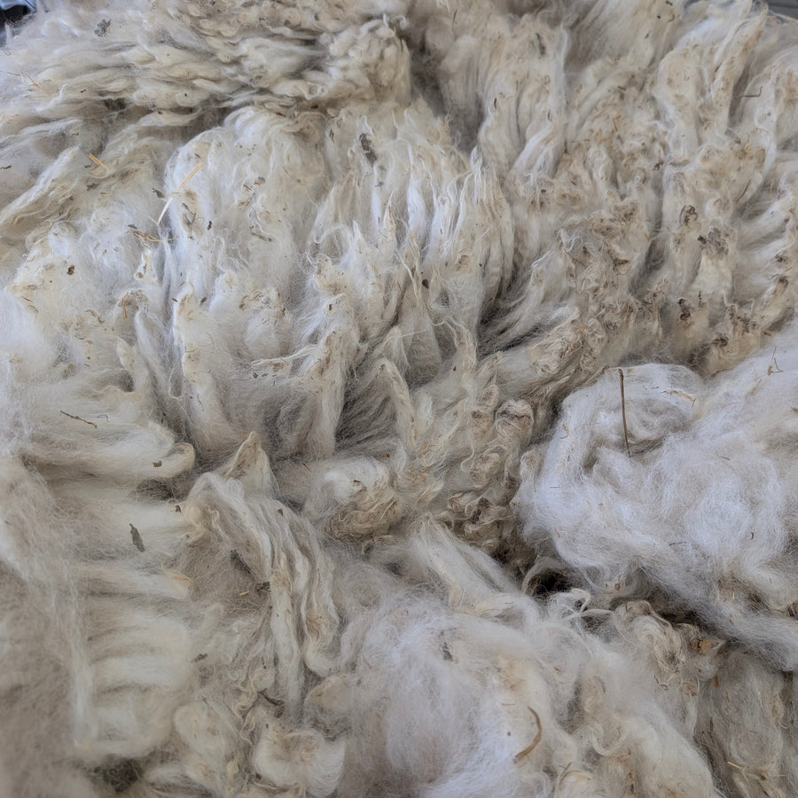 White alpaca fleece on a table