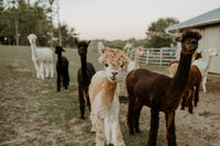Harmony Meadows Alpaca Gift Card
