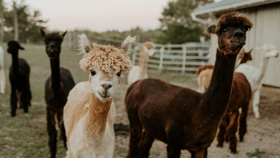 a group of different coloured alpacas staring straight into the camera