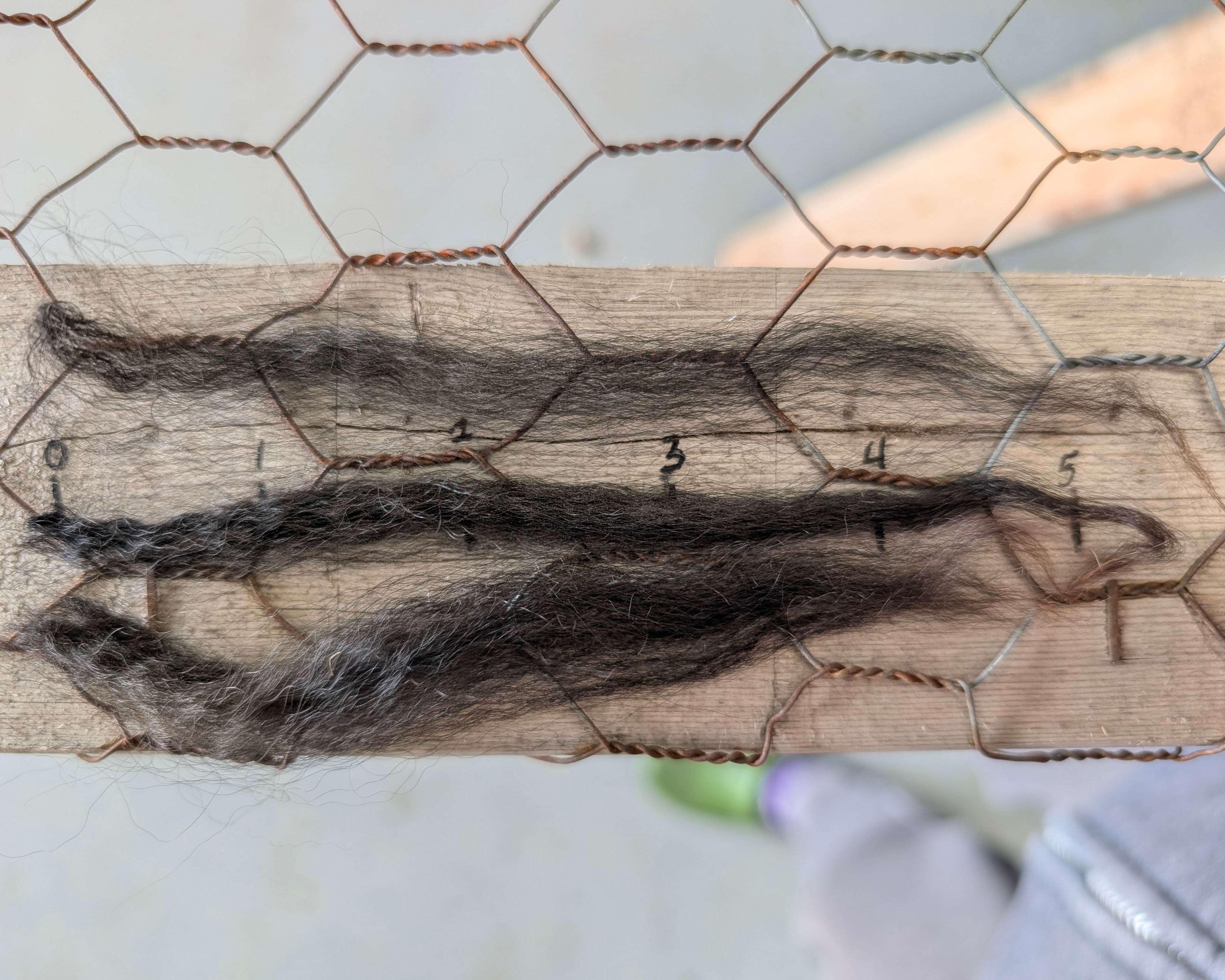 Three strands of black hair on a wooden board with chicken wire in the background