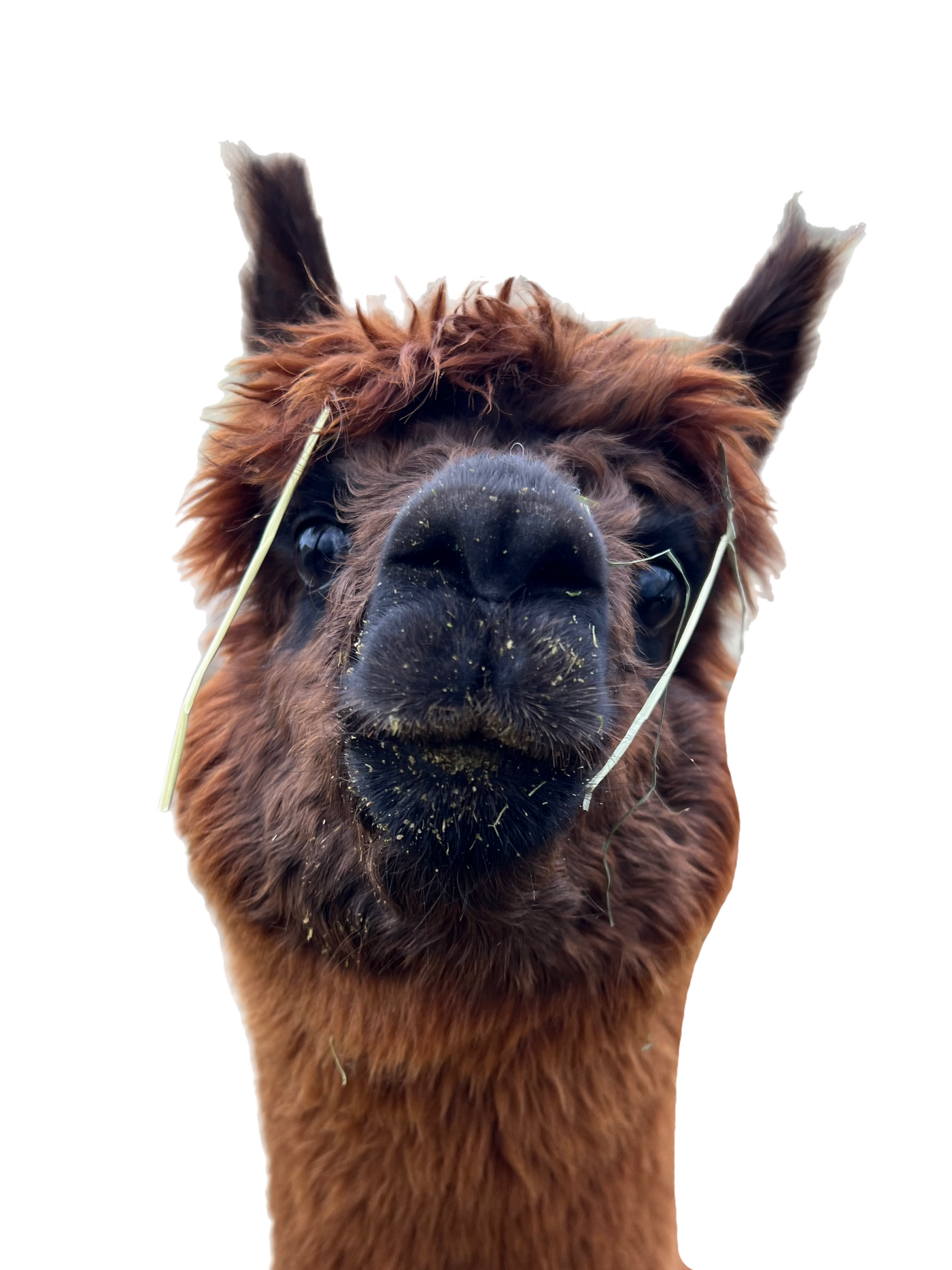Nessie | Cria Fibre | Brown