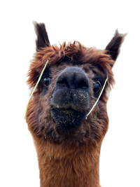 Nessie | Cria Fibre | Brown