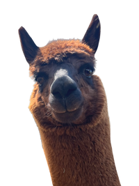 Pickles | Cria Fleece | Medium Brown