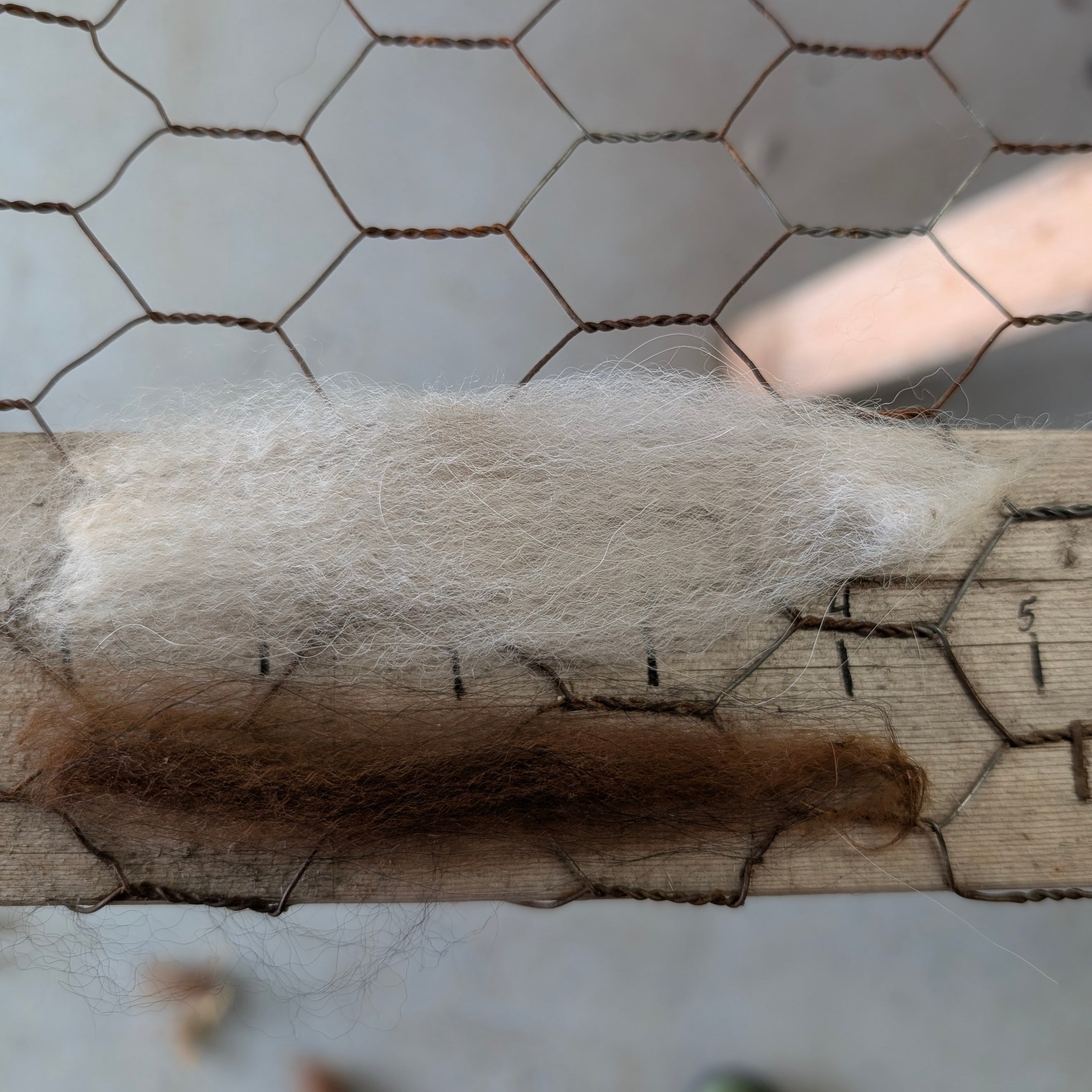 samples of white and brown alpaca fibre